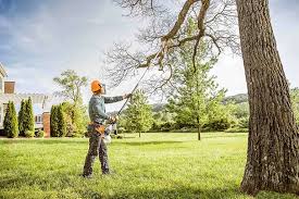 Trusted Courtland, VA Tree Removal Services Experts