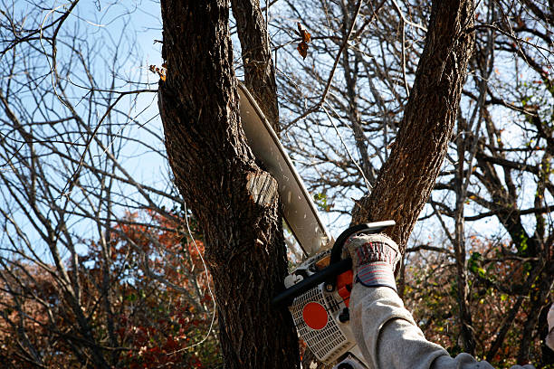 Best Leaf Removal  in Courtland, VA